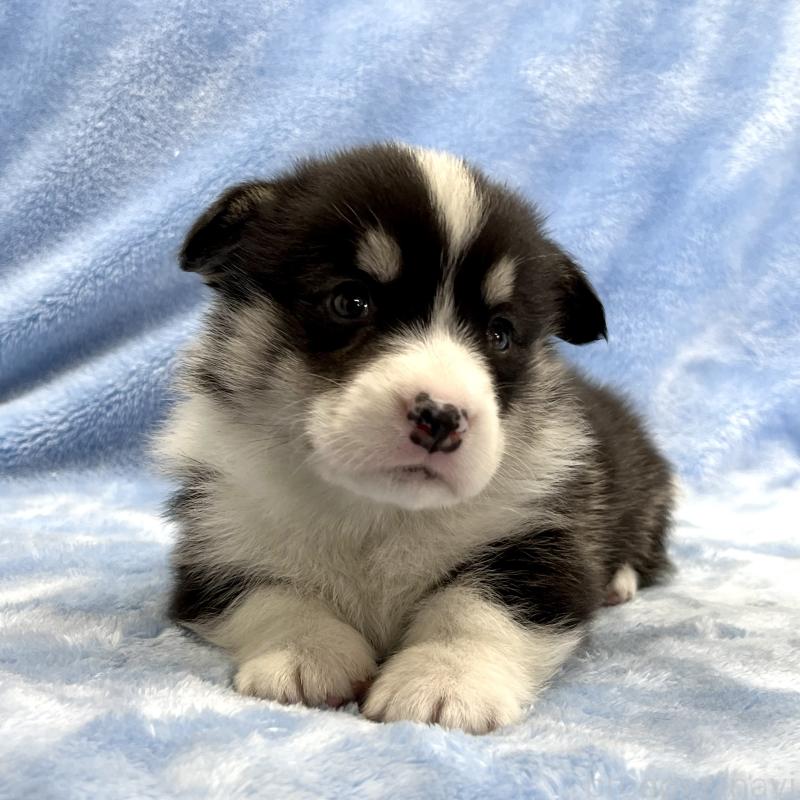 販売中の大阪府のウェルシュコーギーペンブローク-448891の9枚目