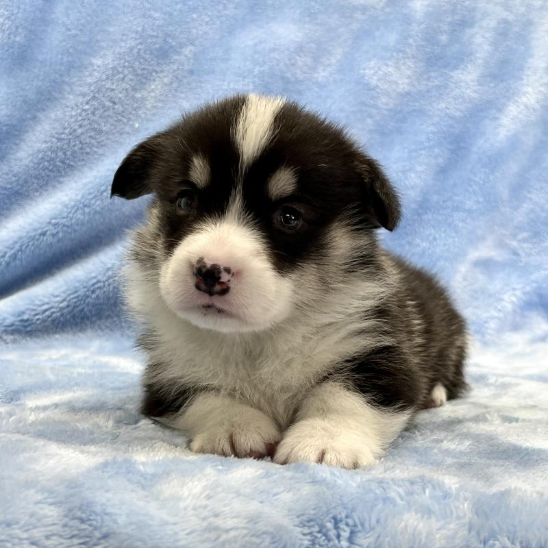 販売中の大阪府のウェルシュコーギーペンブローク-448891の8枚目