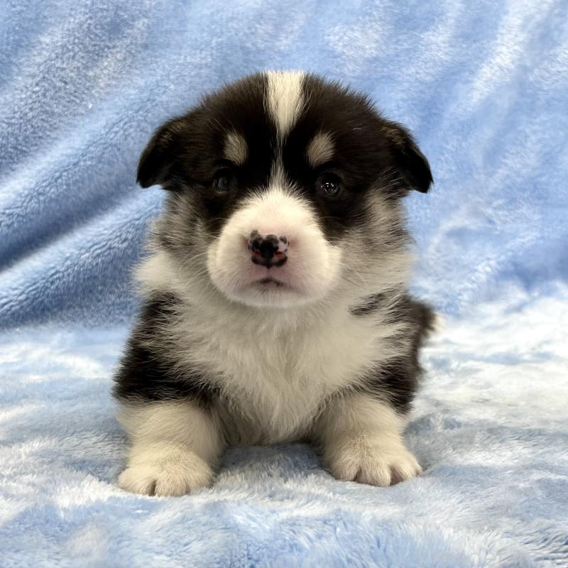 販売中の大阪府のウェルシュコーギーペンブローク-448891の7枚目