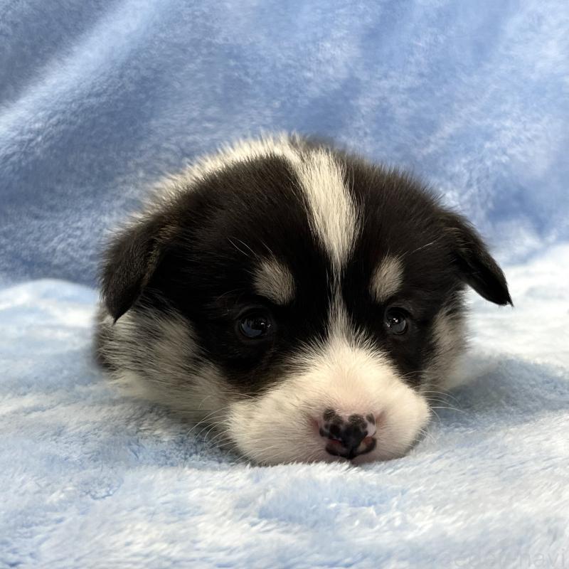 販売中の大阪府のウェルシュコーギーペンブローク-448891の6枚目