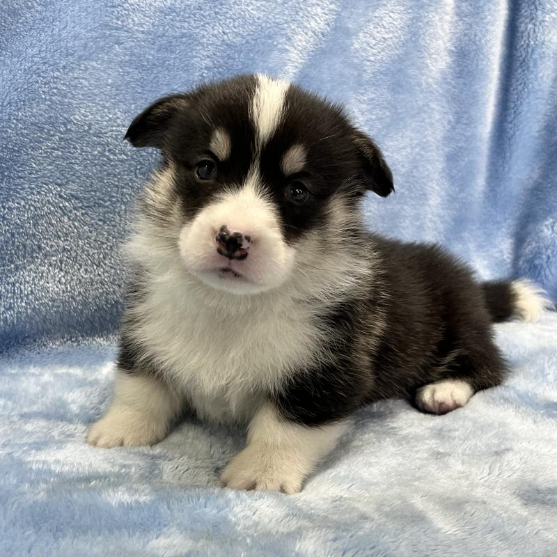 販売中の大阪府のウェルシュコーギーペンブローク-448891の5枚目