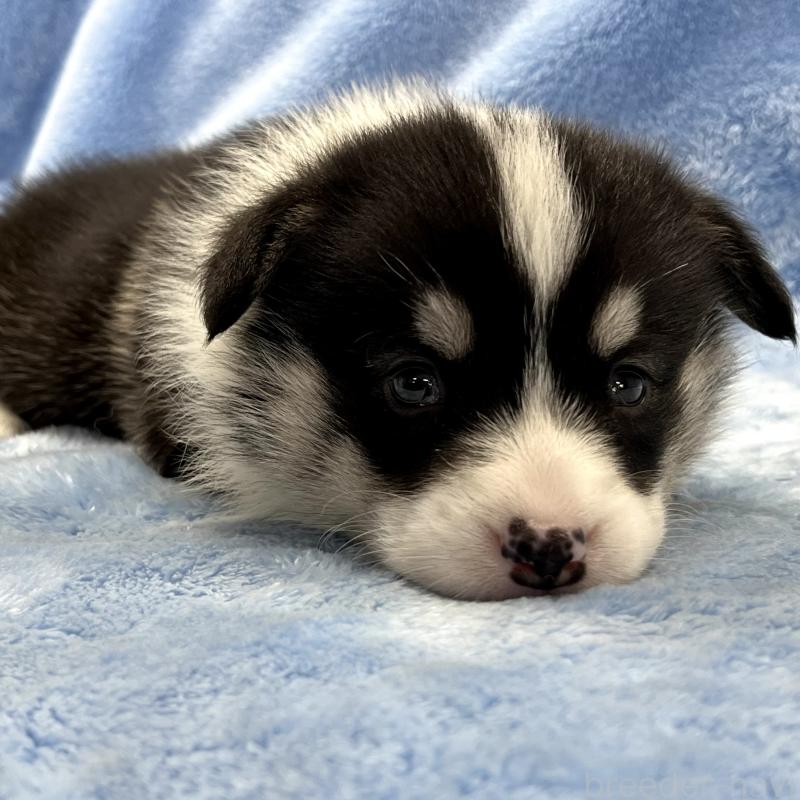 販売中の大阪府のウェルシュコーギーペンブローク-448891の4枚目