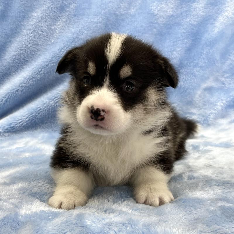 販売中の大阪府のウェルシュコーギーペンブローク-448891の2枚目