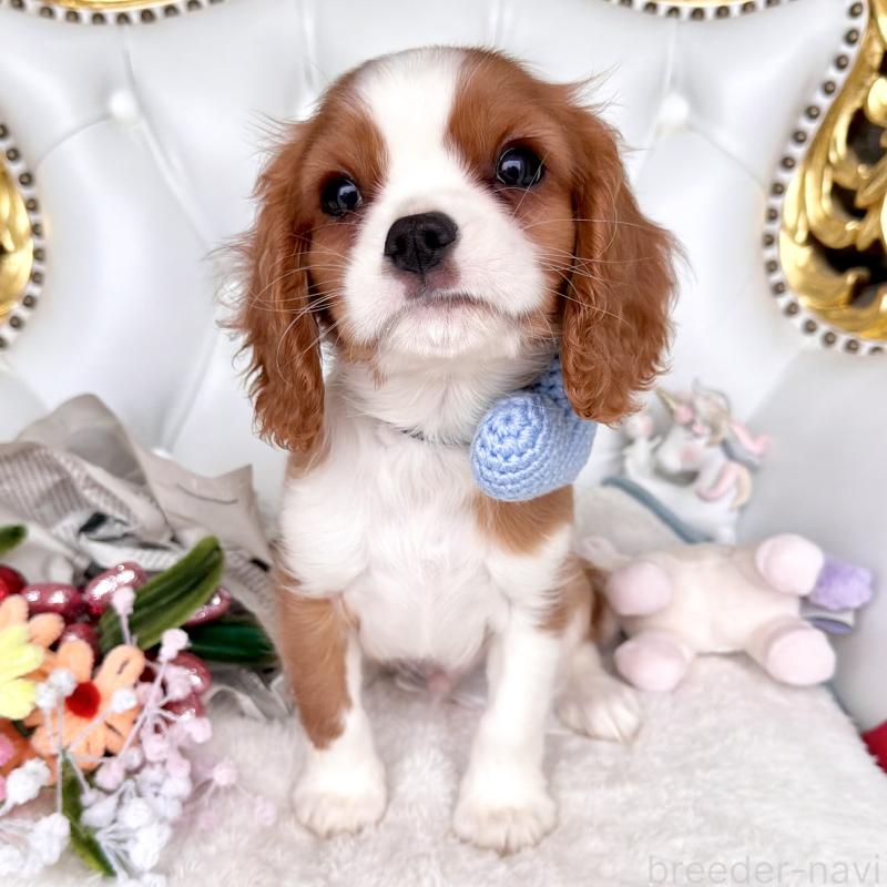 成約済の福岡県のキャバリアキングチャールズスパニエル-439695の9枚目