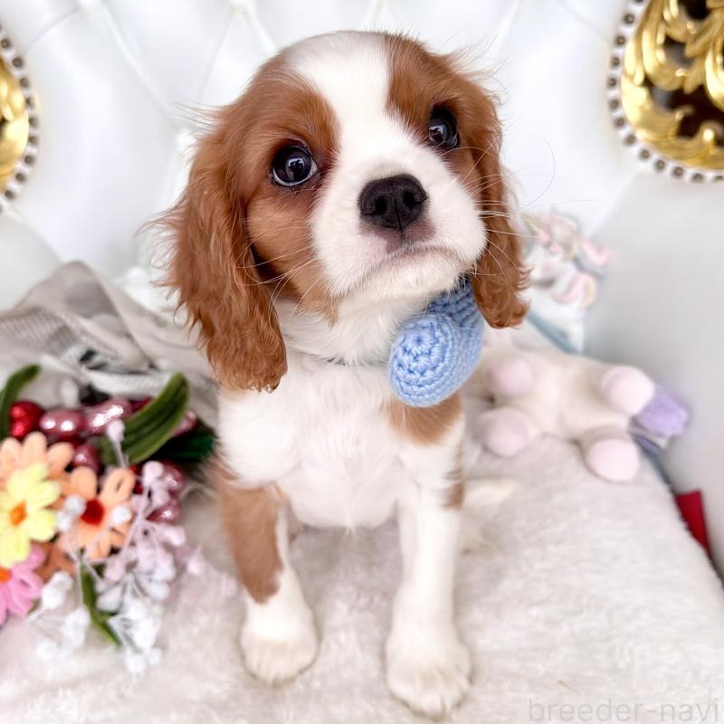 成約済の福岡県のキャバリアキングチャールズスパニエル-439695の7枚目