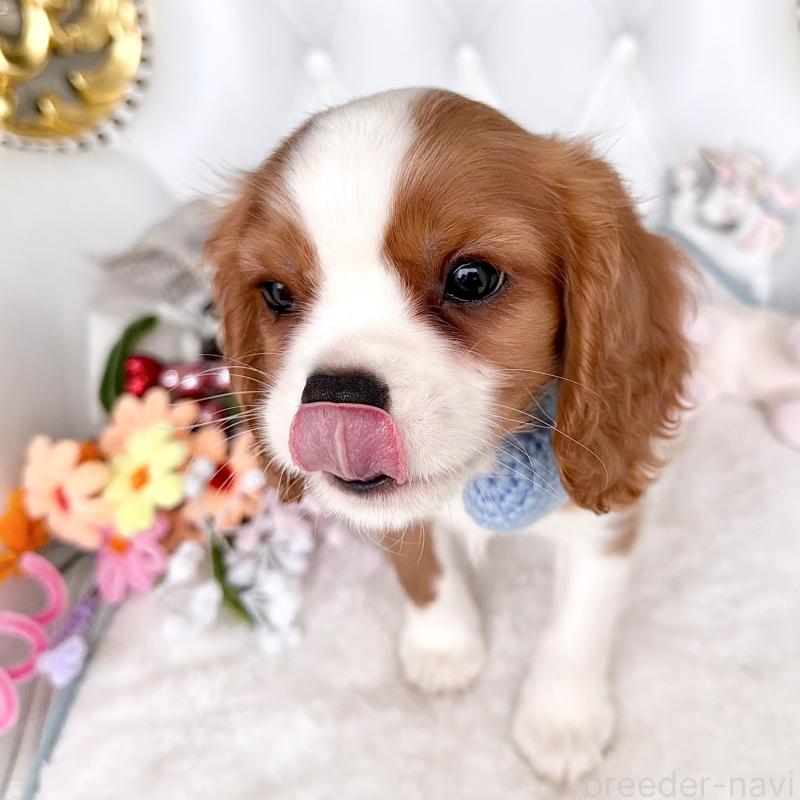 成約済の福岡県のキャバリアキングチャールズスパニエル-439695の6枚目