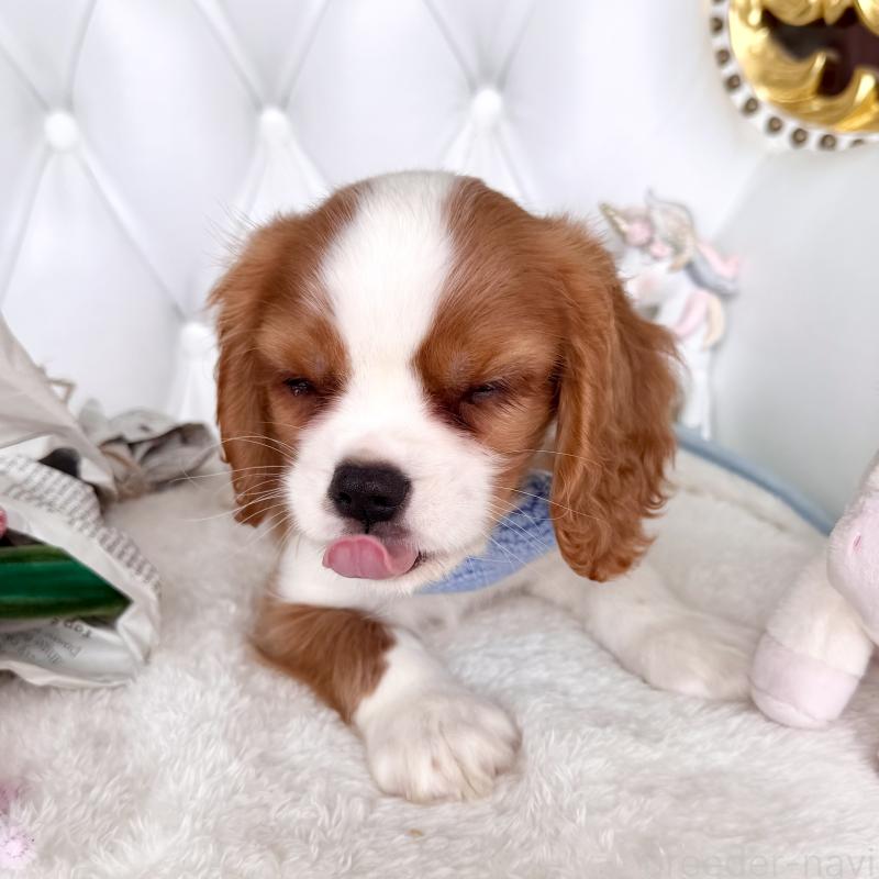 成約済の福岡県のキャバリアキングチャールズスパニエル-439695の5枚目