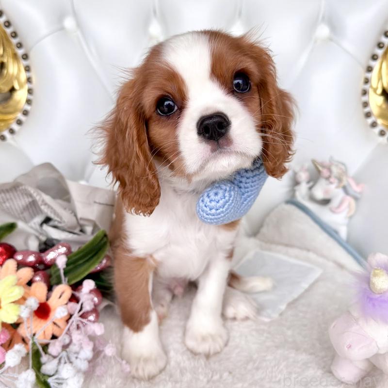 成約済の福岡県のキャバリアキングチャールズスパニエル-439695の4枚目