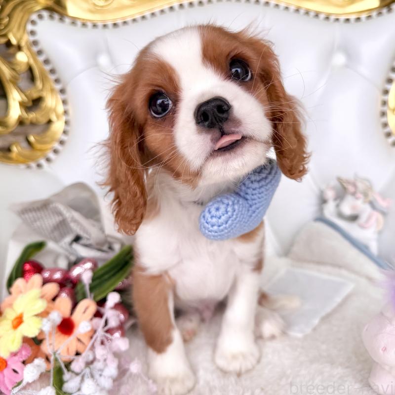 成約済の福岡県のキャバリアキングチャールズスパニエル-439695の3枚目