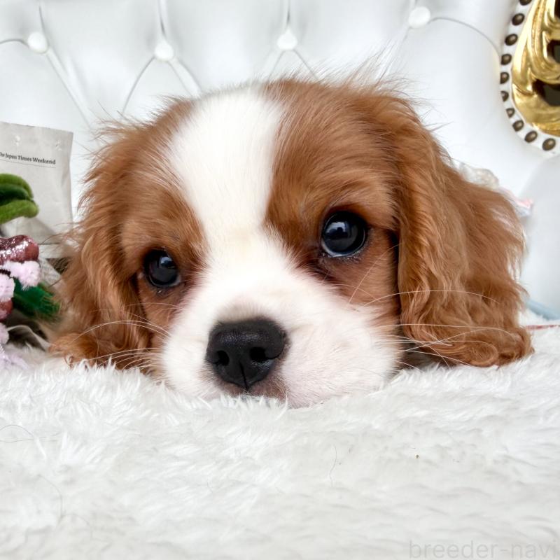 成約済の福岡県のキャバリアキングチャールズスパニエル-439695の2枚目