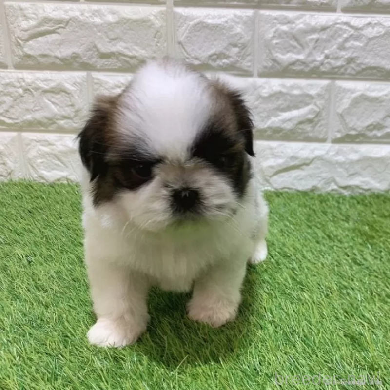 販売中の愛知県のシーズー-448892の1枚目