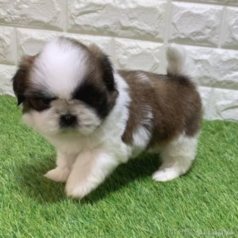 販売中の愛知県のシーズー-448892の5枚目