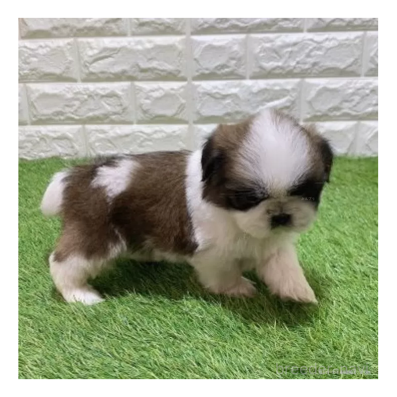 販売中の愛知県のシーズー-448892の4枚目