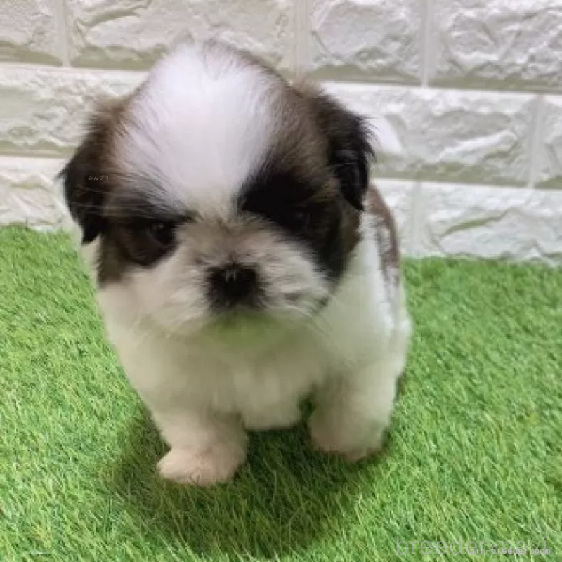 販売中の愛知県のシーズー-448892の3枚目