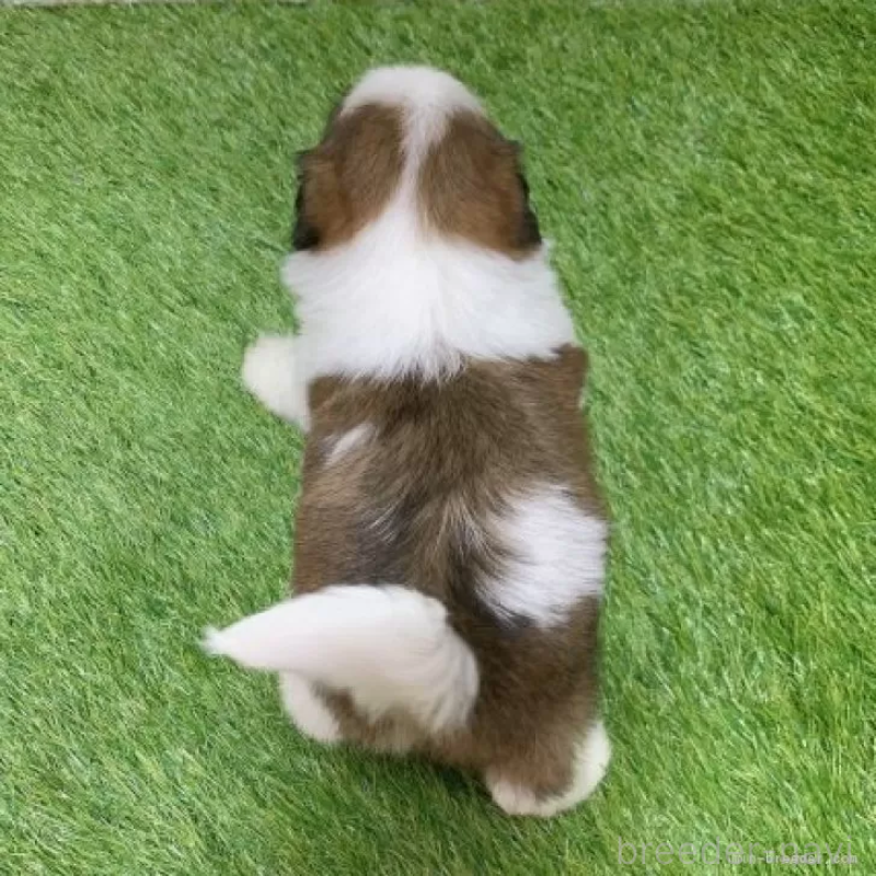 販売中の愛知県のシーズー-448892の2枚目