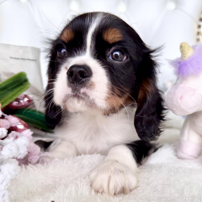 販売中の福岡県のキャバリアキングチャールズスパニエル-439702の19枚目