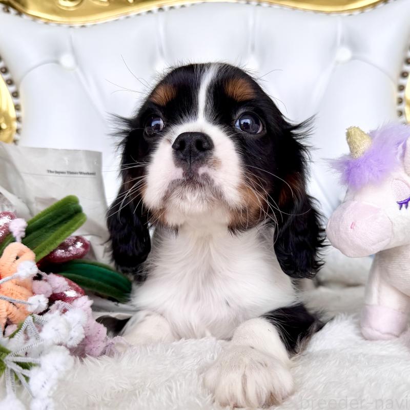 販売中の福岡県のキャバリアキングチャールズスパニエル-439702の17枚目