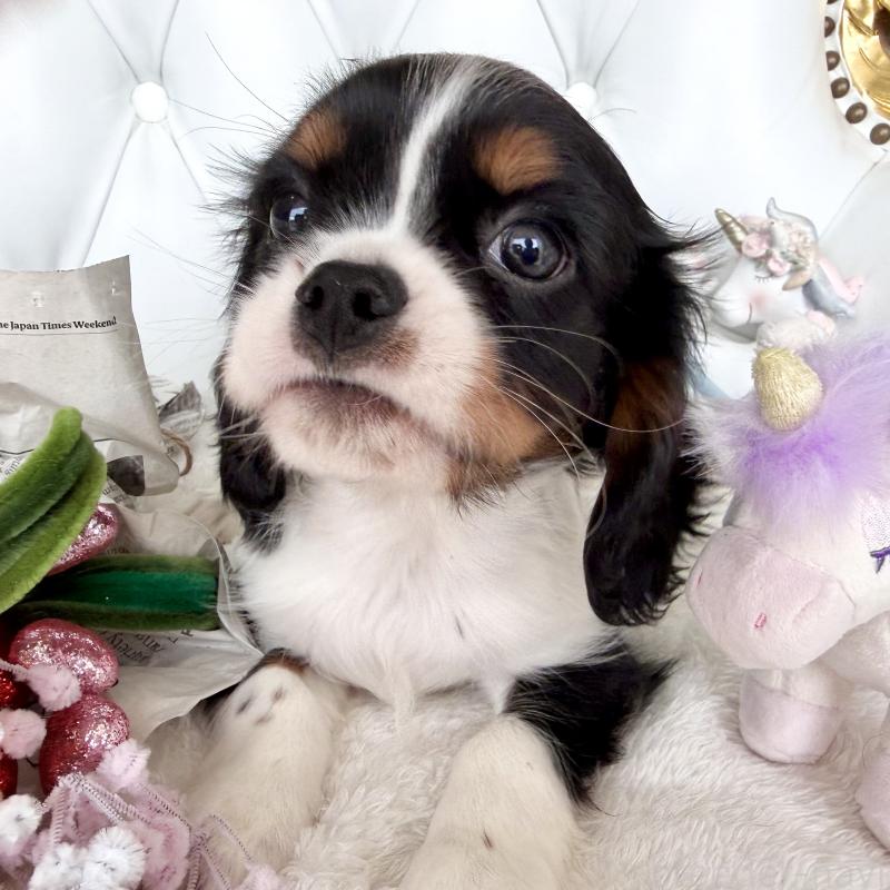 販売中の福岡県のキャバリアキングチャールズスパニエル-439702の16枚目