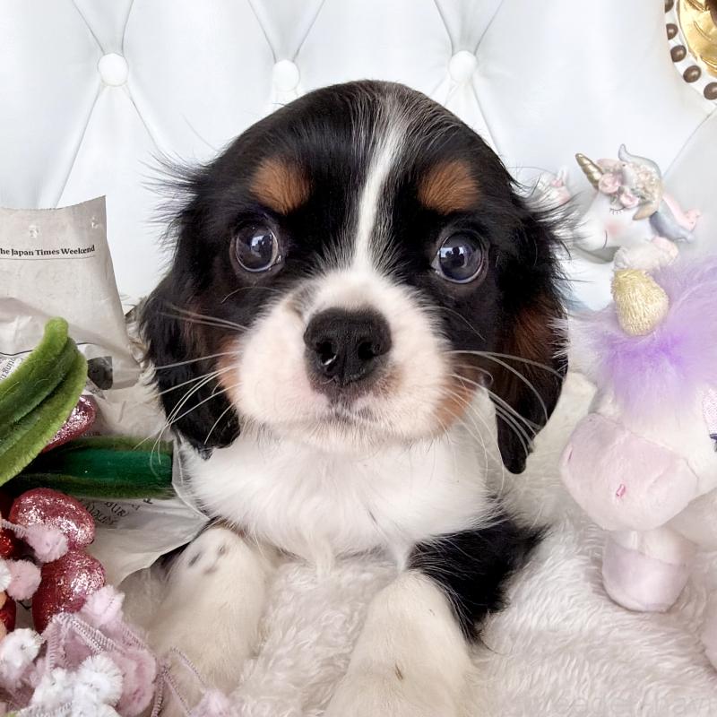 販売中の福岡県のキャバリアキングチャールズスパニエル-439702の15枚目