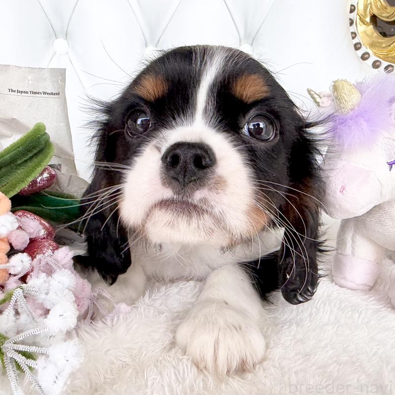 販売中の福岡県のキャバリアキングチャールズスパニエル-439702の14枚目