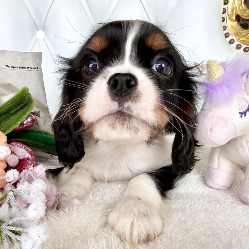 販売中の福岡県のキャバリアキングチャールズスパニエル-439702の13枚目