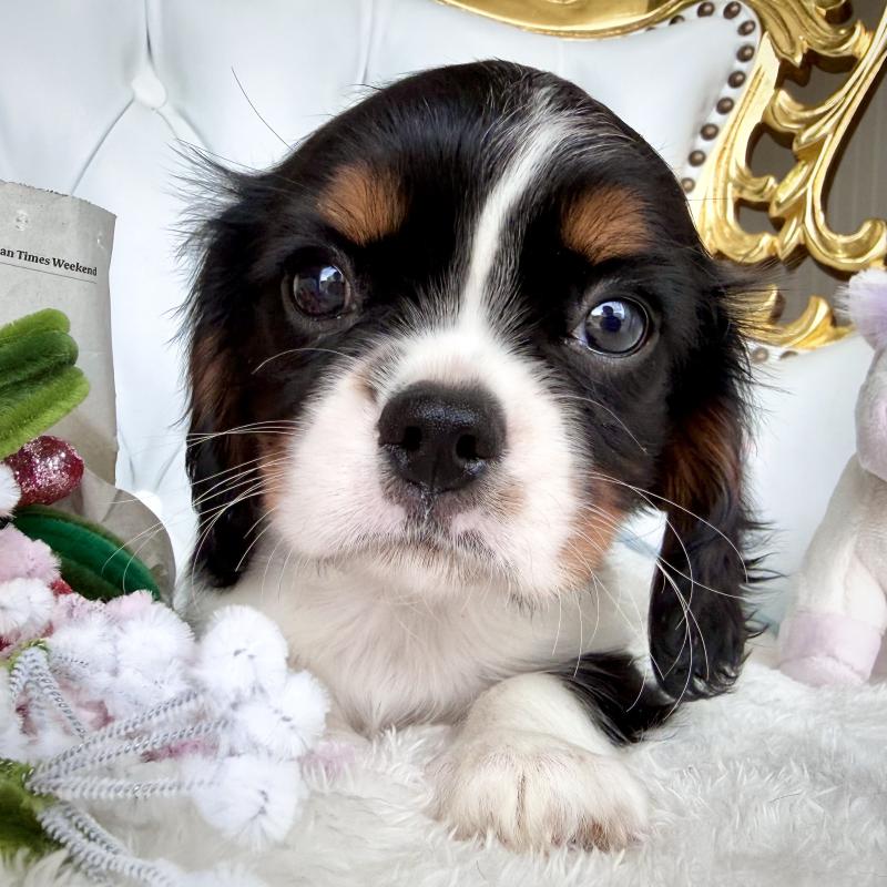 販売中の福岡県のキャバリアキングチャールズスパニエル-439702の12枚目