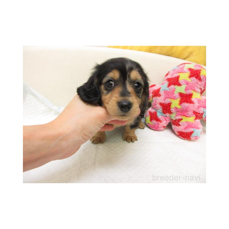 販売中の大阪府のミニチュアダックスフンド(ロングヘアード)-448893の2枚目