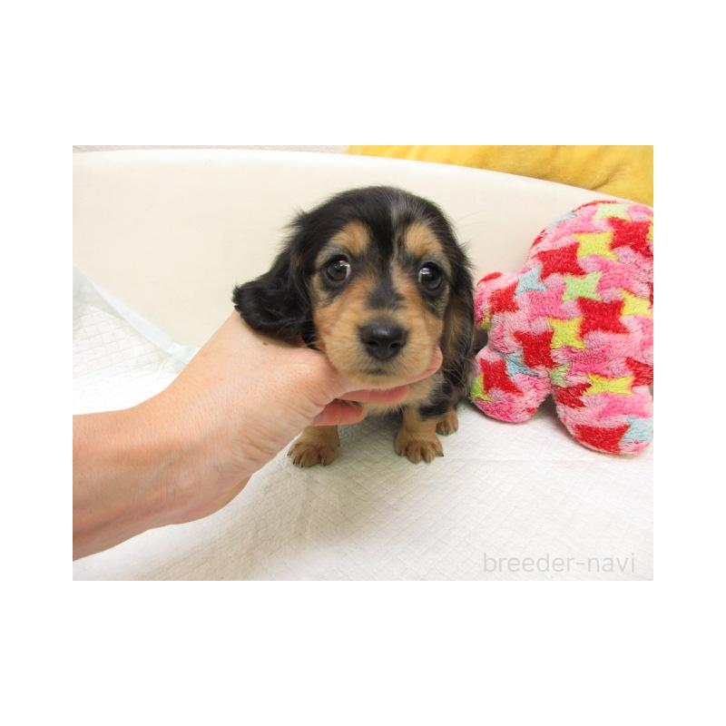 販売中の大阪府のミニチュアダックスフンド(ロングヘアード)-448893の1枚目
