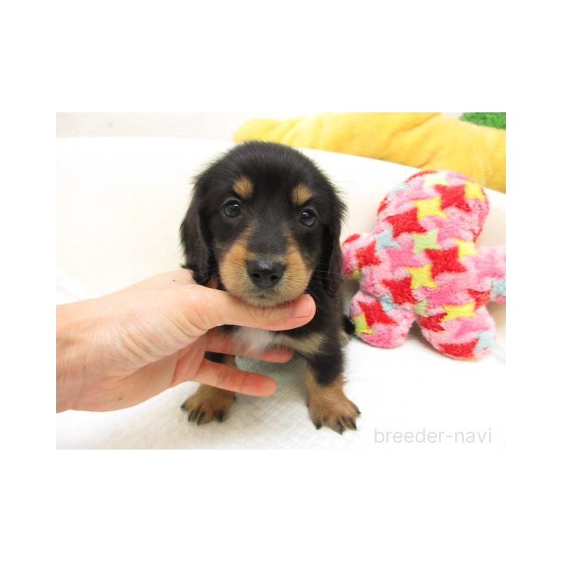 販売中の大阪府のミニチュアダックスフンド(ロングヘアード)-448894の2枚目