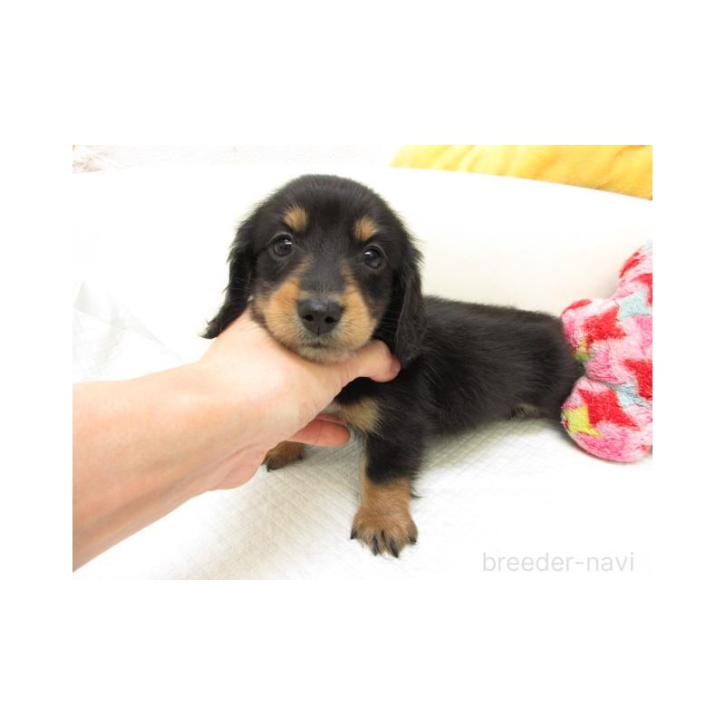 販売中の大阪府のミニチュアダックスフンド(ロングヘアード)-448894