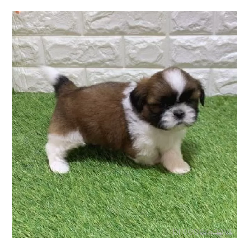 販売中の愛知県のシーズー-448896の5枚目