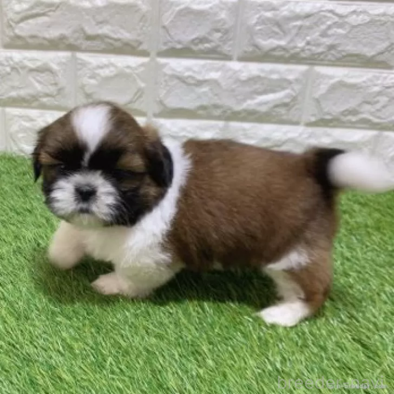 販売中の愛知県のシーズー-448896の4枚目