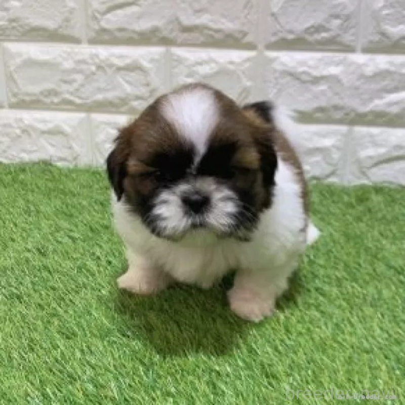 販売中の愛知県のシーズー-448896の3枚目