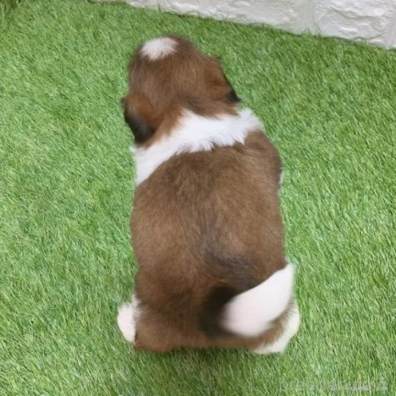 販売中の愛知県のシーズー-448896の2枚目