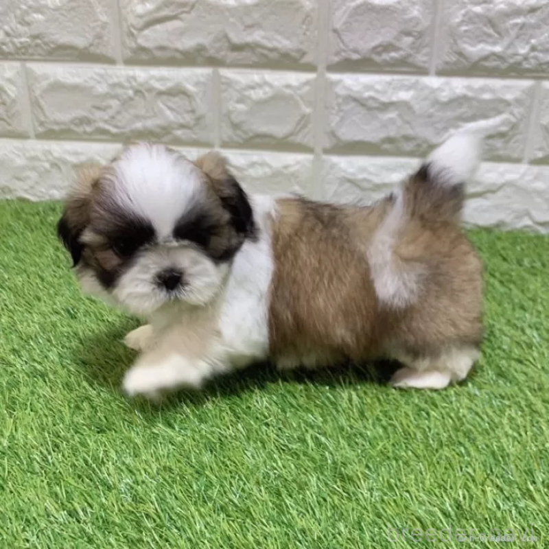 販売中の愛知県のシーズー-448897