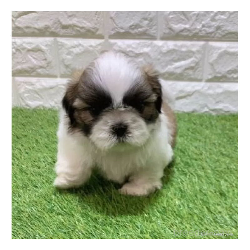 販売中の愛知県のシーズー-448897の5枚目