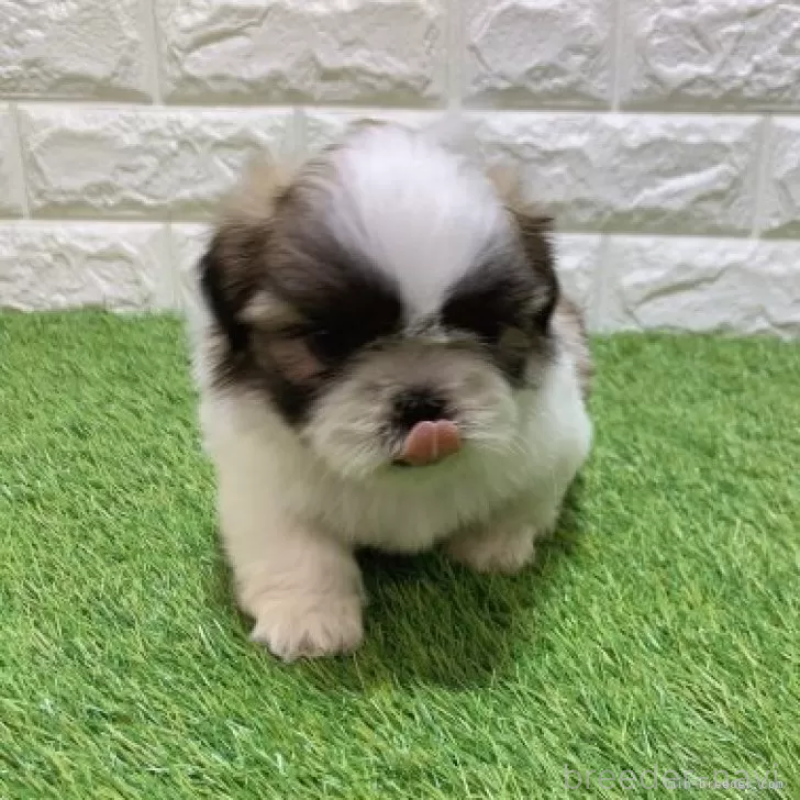 販売中の愛知県のシーズー-448897の3枚目