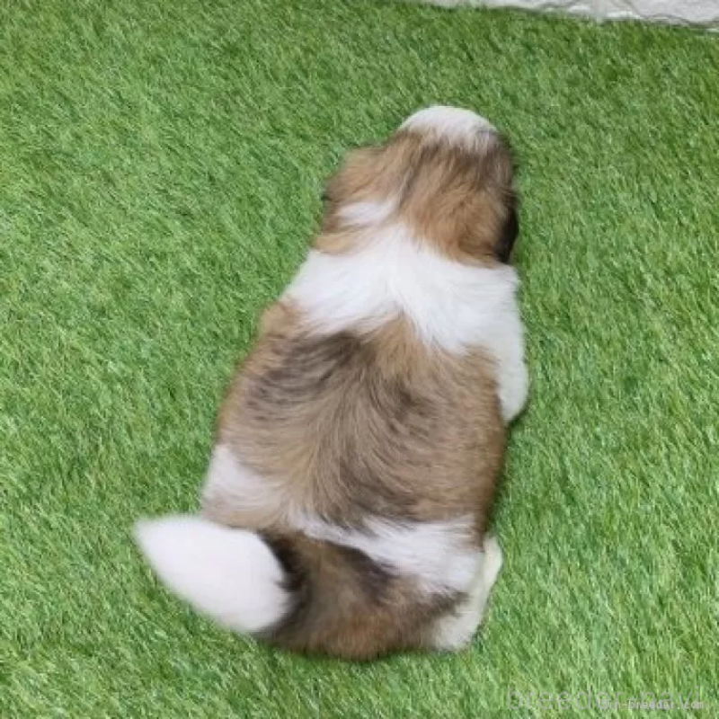 販売中の愛知県のシーズー-448897の2枚目