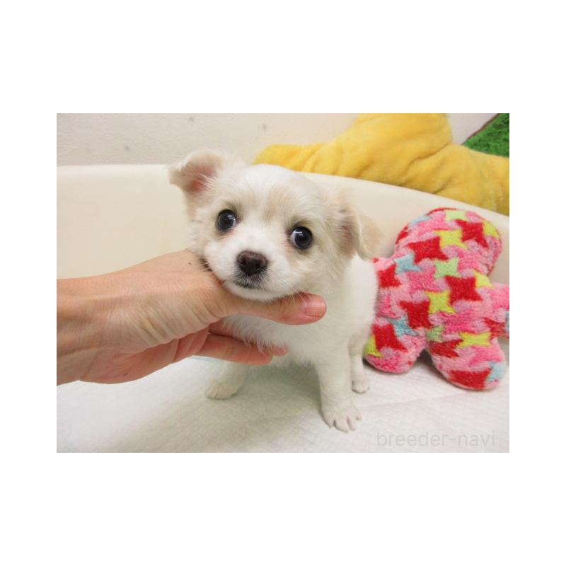 販売中の大阪府のチワワ(ロングコート)-448898の2枚目