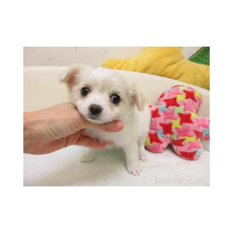 販売中の大阪府のチワワ(ロングコート)-448898の1枚目