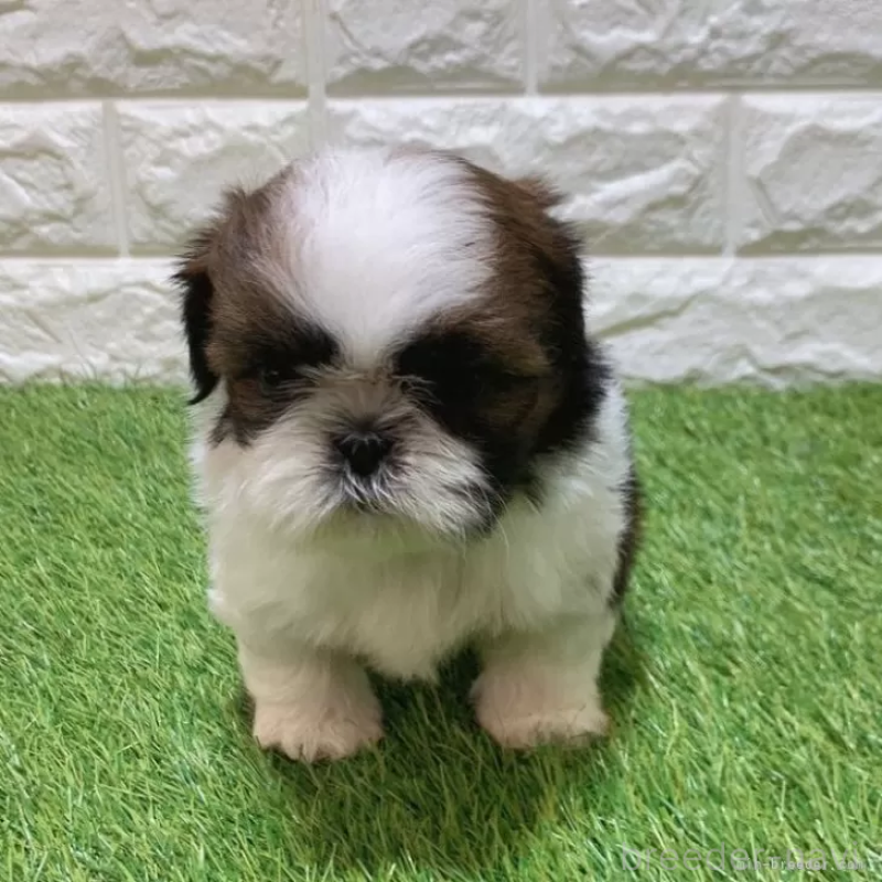 販売中の愛知県のシーズー-448899