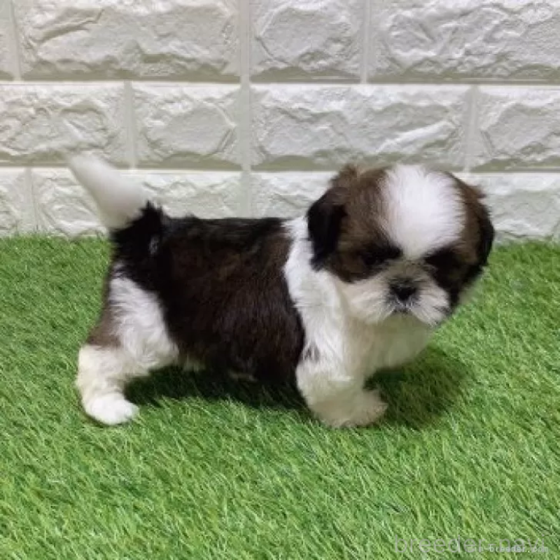 販売中の愛知県のシーズー-448899の4枚目