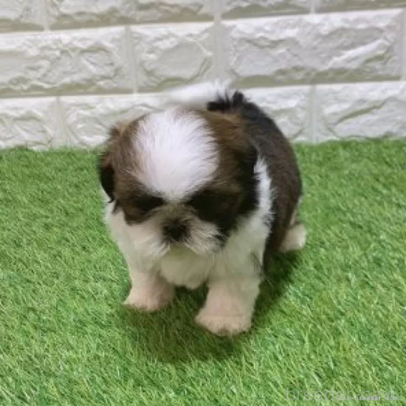 販売中の愛知県のシーズー-448899の3枚目