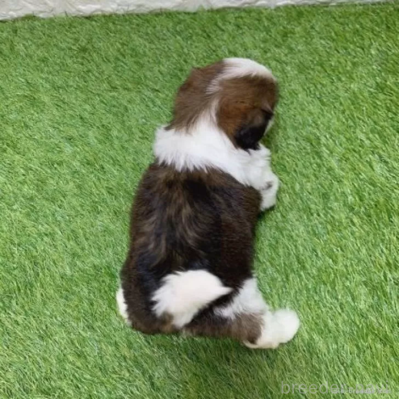 販売中の愛知県のシーズー-448899の2枚目