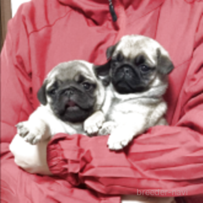 販売中の神奈川県のパグ-448900の4枚目