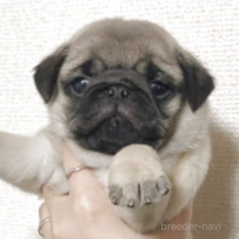 販売中の神奈川県のパグ-448900の3枚目