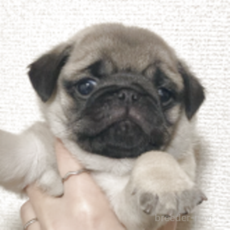 販売中の神奈川県のパグ-448900の2枚目