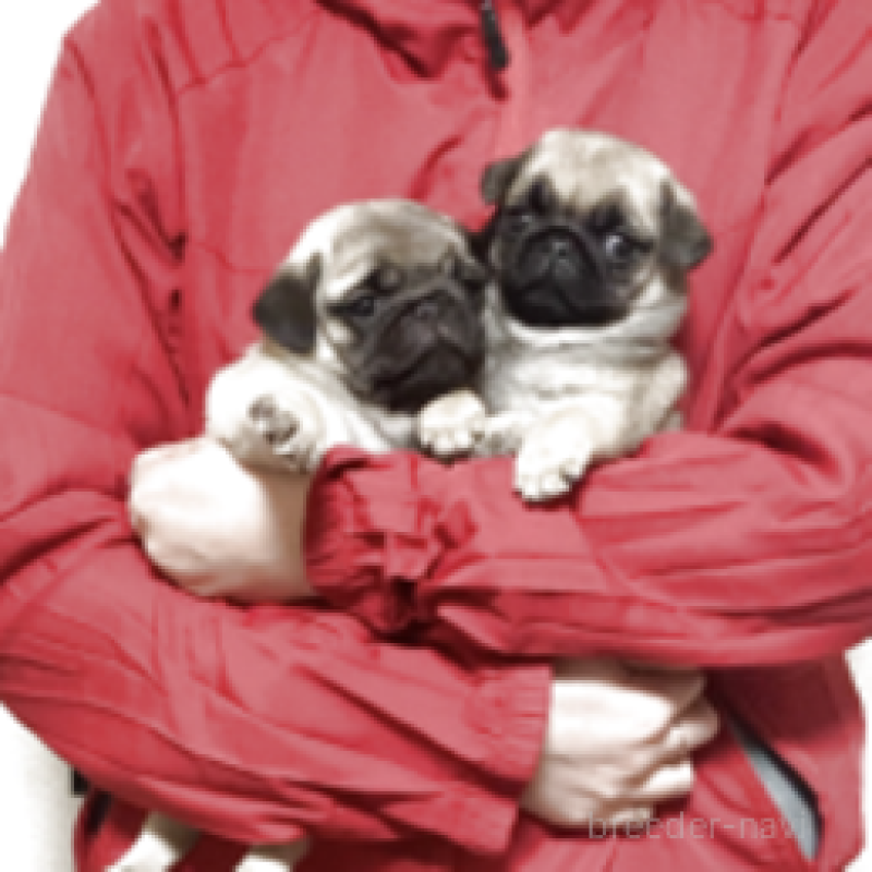 販売中の神奈川県のパグ-448901の6枚目