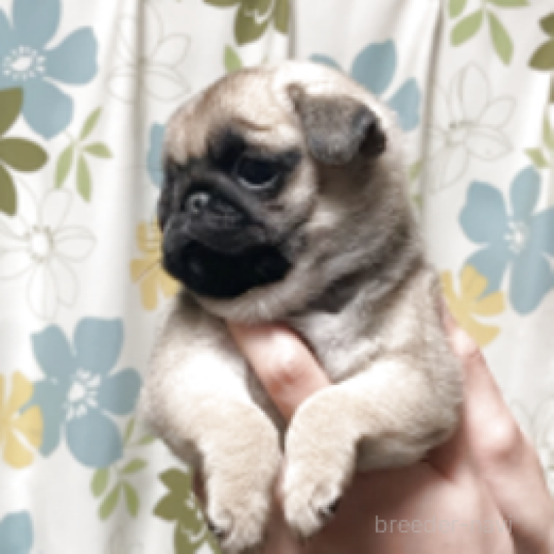 販売中の神奈川県のパグ-448901の4枚目