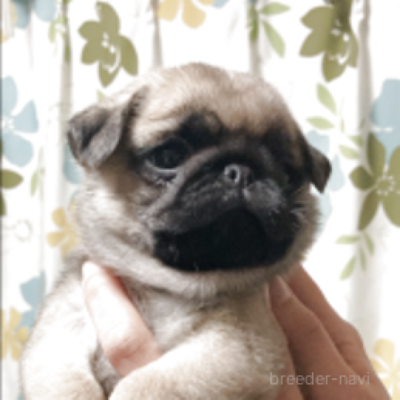 販売中の神奈川県のパグ-448901の3枚目